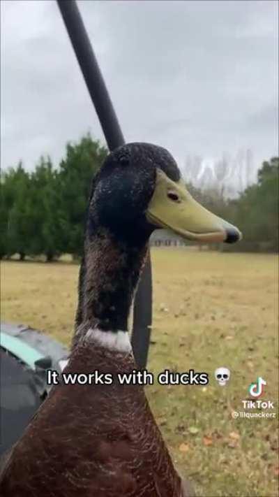 Voice filter on a duck