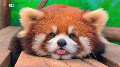 Adorable red panda