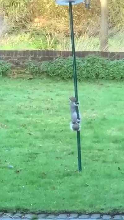 Mum was fed up of the squirrels stealing all the bird food so she greased the feeder!