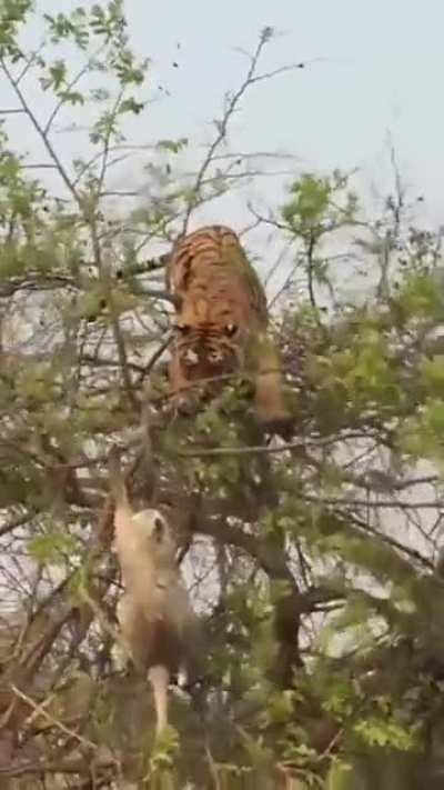 Tiger climbs a tree to get monkey.