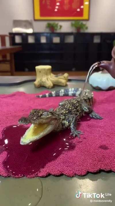 tWiStEd sOn oF a bEtCh bOilS bAbY cRoCoDiLe aLiVe aS iT sCreAms iN tErRor