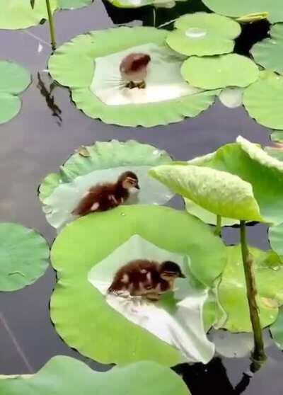 🔥 ducklings taking baths on water lilies 🔥