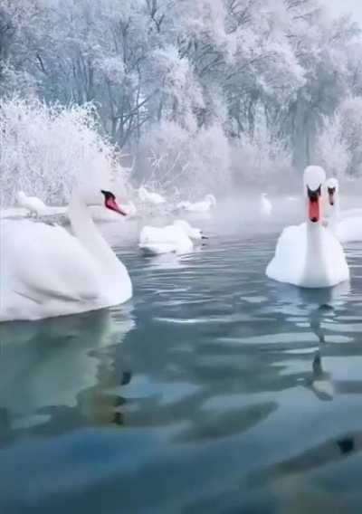 🔥 The sheer beauty of this winter scene