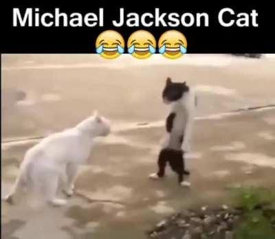 Cat vs Michael Jackson Cat