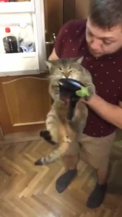 Cat loves eggplants so much he jumps right into the fridge to take one