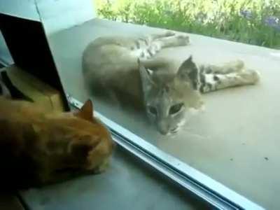 Lynx which fell asleep on a porch is woken up by its tiny counterpart