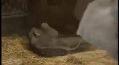 Indian baby elephant falls asleep while standing.