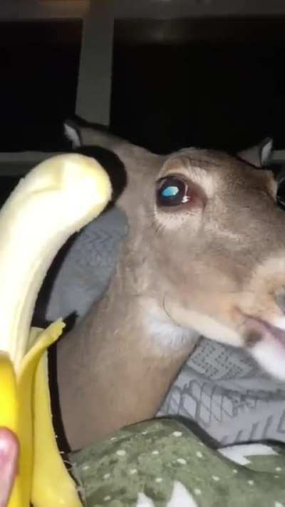 This car fucking SUCKS at eating nanners I hate him