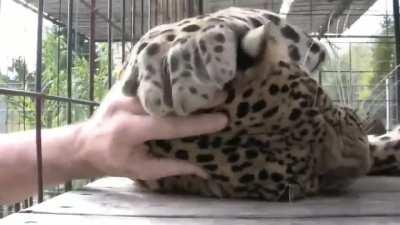 Rescued leopard demanding head scritches from their caretaker