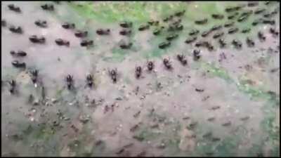 🔥 Termites and Ants, both protected by a row of their soldiers in a stand-off without fighting