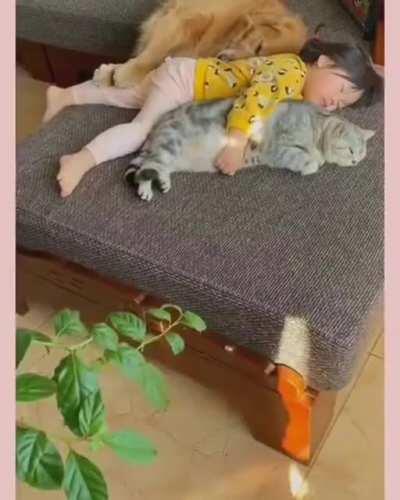 This video of a little girl napping with her pets🥺