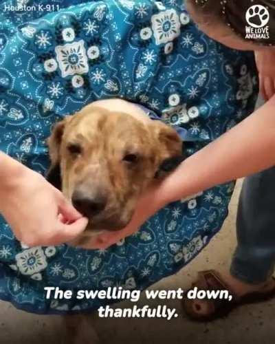 Homeless dog walking around the streets with pumpkin sized head is barely recognizable today