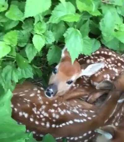 Stumbling upon a secret hiding place for fawns while on a hike.