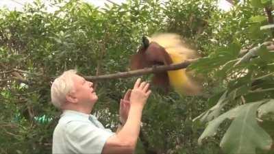 Sir David Attenborough upstaged by bird of paradise