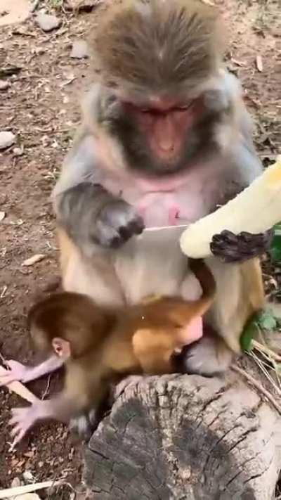 Monkey removes meticulously fibre from banana the exact same way humans do !!