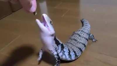 People of r/aww, even if you do not like reptiles... Y'all need to see this!