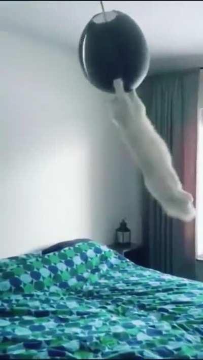 This cat has its own way of having fun