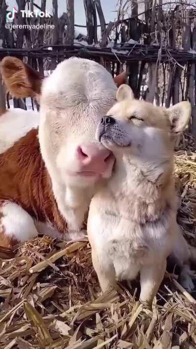 🔥 warmth of love 🔥