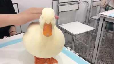 Smooth Duck