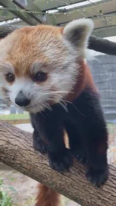 Just a red panda eating. Made me smile :)