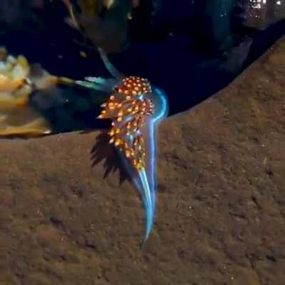 The opalescent sea slug: The iridescent 'glow' is due to proteins in their blood which can capture and reflect light to deter predators.