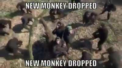 New monkey dropped ¤₩¤