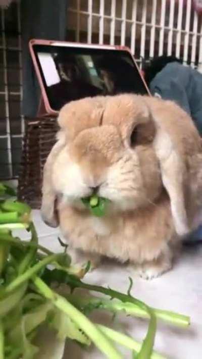 Dinner time! She eats her favorite vegetables first.