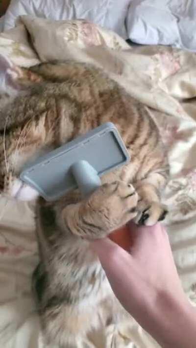 Self Brushing kitty