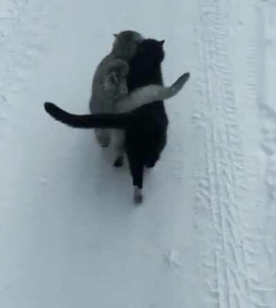 Grey cat helps blind friend stay on path.