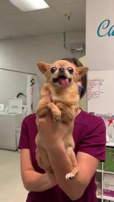 Ari the adorable and funny Chihuahua