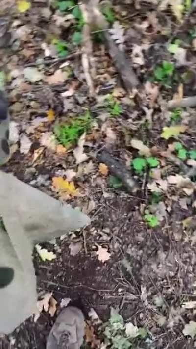 The Ukrainian army just found a bunch of deadly Russian butterfly mines scattered around the forest. PFM-1 mines, also known as petal mines or butterfly mines, are small, explosive antipersonnel mines that are generally scattered in large numbers in a war