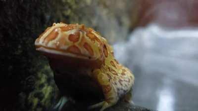 Meet Smiggy Balls
