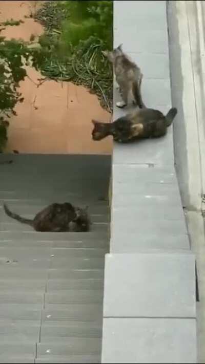 Cats Helping A Kitten To Keep Up