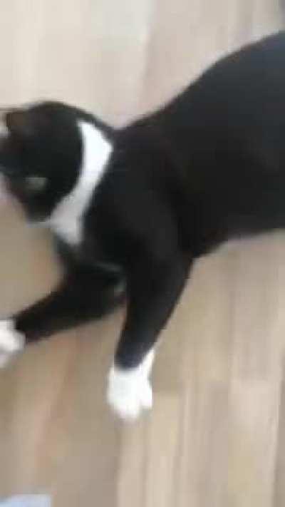 My cat did a flip