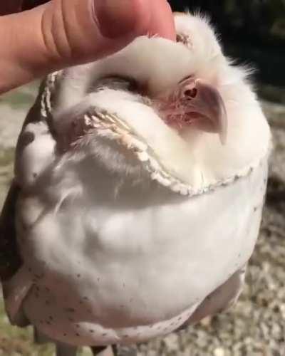 Owl is loving the scritches