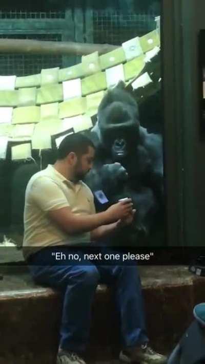 Dude was showing the gorilla pictures of female gorillas and he for real is like &quot;next one please&quot;