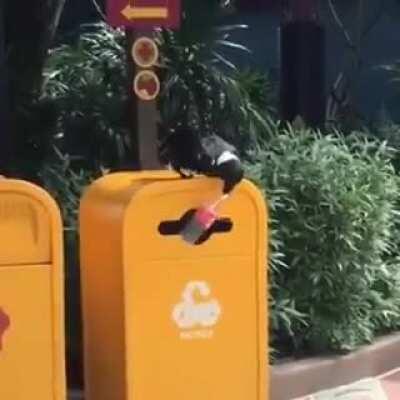 🔥 A crow doing his part to save the planet 🔥