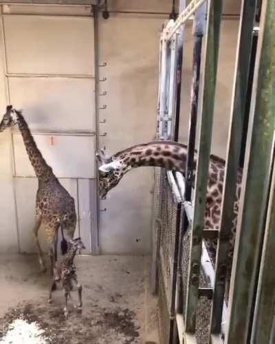 Baby Giraffe meets dad for the first time