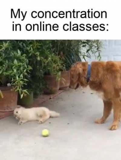 The online classes