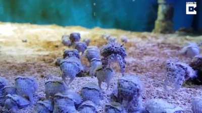 🔥 Baby Cuttlefish Look Like Alien Invasion 🔥