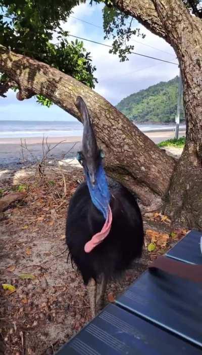 Lunch in Australia