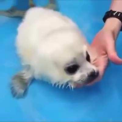 PsyChO dRowNs hElpLeSs PupPy