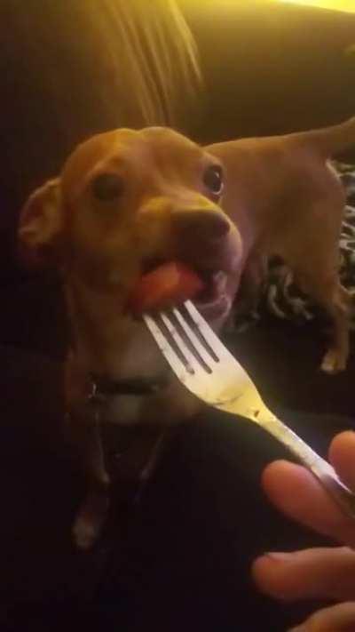 My dog tries to eat off of a fork