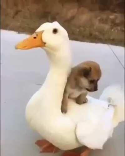 Puppo on ducko