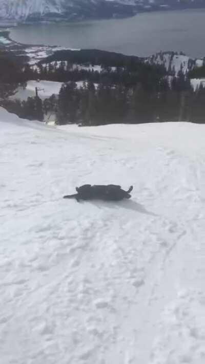 Doggo sliding down the hill