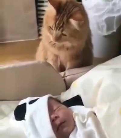 Cat knows its just a baby so he is very gentle when touching