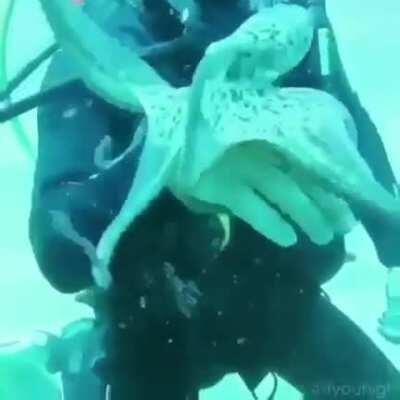 🔥 Octopus playing with diver