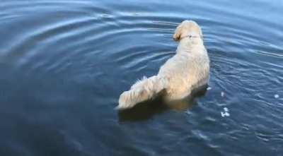 Smart Golden Retriever catches fish using bread as bait