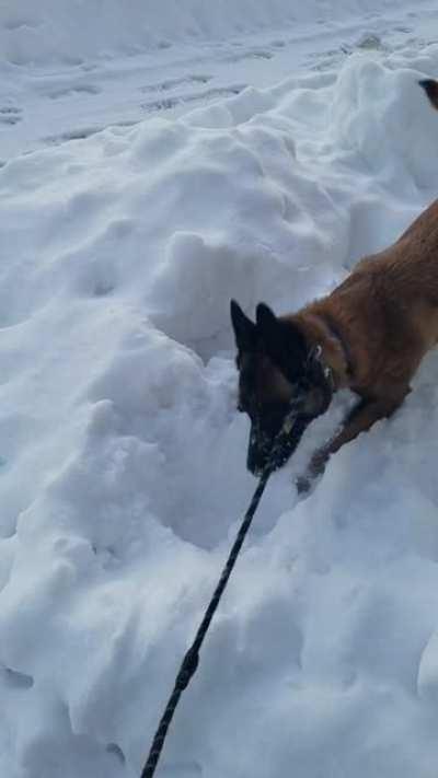 Gus playing in the snow