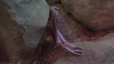 Anaconda's opera yawn